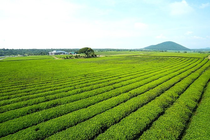 10day Small Group Discover Korea Tour : History, Food and Culture - Day 8: Seoul palaces, markets, traditional homes, and a city view