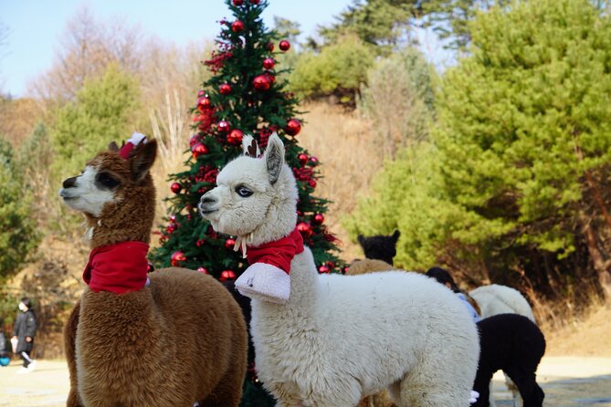 Alpaca, Nami, Eobi with Rail Bike or Strawberry - Key points at a glance