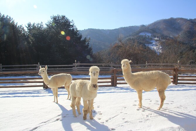 Alpaca, Nami, Eobi with Rail Bike or Strawberry - Why this winter day trip works