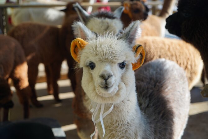 Alpaca, Nami, Eobi with Rail Bike or Strawberry - Nami Island and the Winter Sonata connection