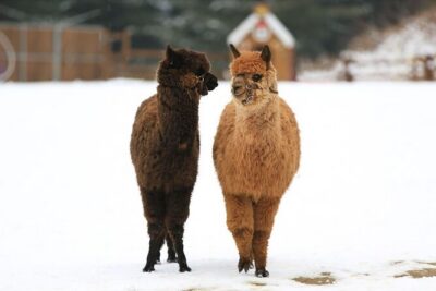 Alpaca World and Nami Island with Gangchon Rail Bike Tour