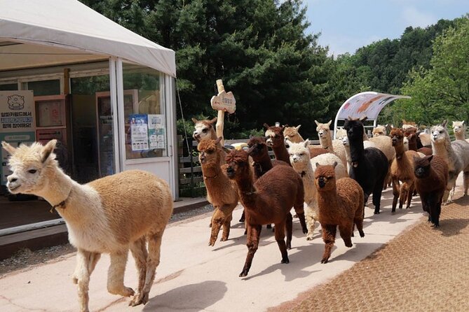 Alpaca World and Nami Island with Gangchon Rail Bike Tour - What to bring and how to prepare