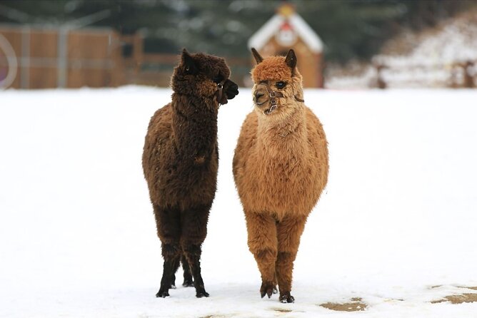 Alpaca World and Nami Island with Gangchon Rail Bike Tour - Nami Island and its famous tree-lined paths