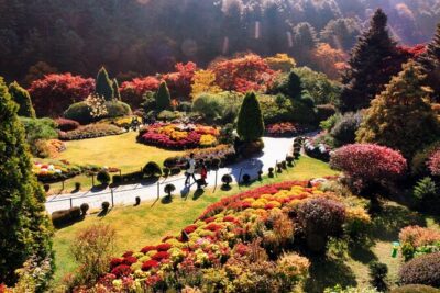 Alpaca World & Nami Island & Garden of Morning Calm One Day Tour