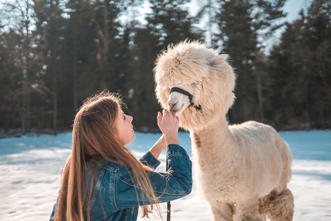 Alpaca World & Nami Island & Garden of Morning Calm One Day Tour - Is $78.52 a fair price?