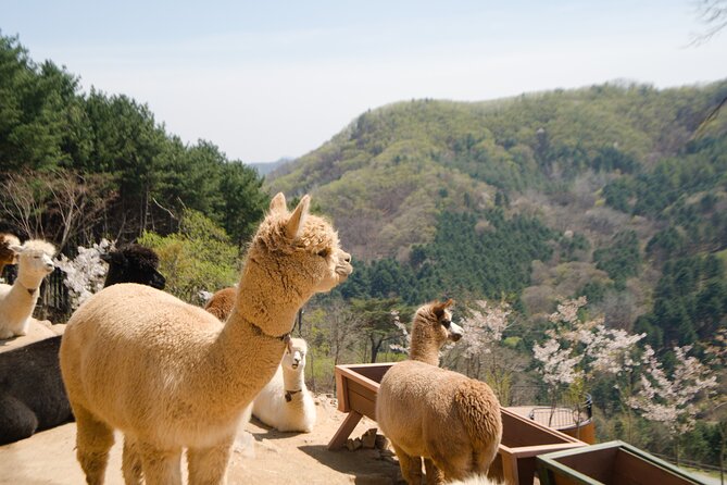 Alpaca World Tour with Nami Island (optional Railbike or Garden) - Gangchon Rail Park adds motion and river views