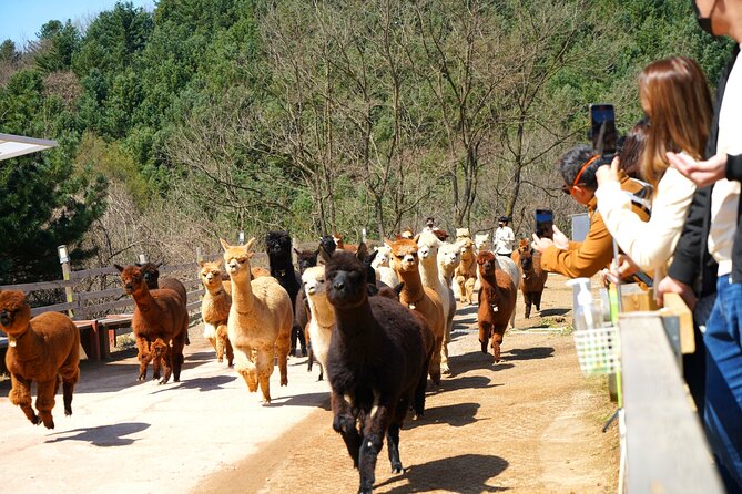 Alpaca World Tour with Nami Island (optional Railbike or Garden) - The Garden of Morning Calm works best in the right season