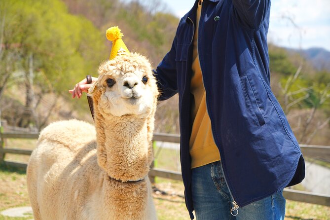 Alpaca World Tour with Nami Island (optional Railbike or Garden) - Nami Island rewards a walk, not a rushed checklist