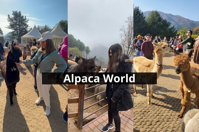 Alpaca World with Gangchon Rail Park One Day Tour - Guides can shape the whole day