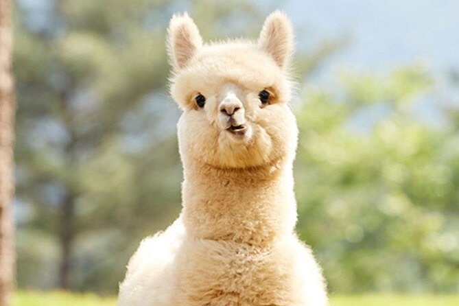 Alpaca World with Gangchon Rail Park One Day Tour - Who will enjoy this day most