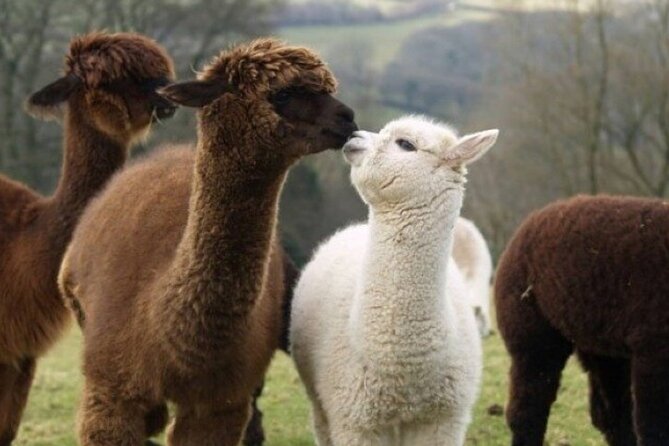 Alpaca World with Gangchon Rail Park One Day Tour - How to get the best day from it