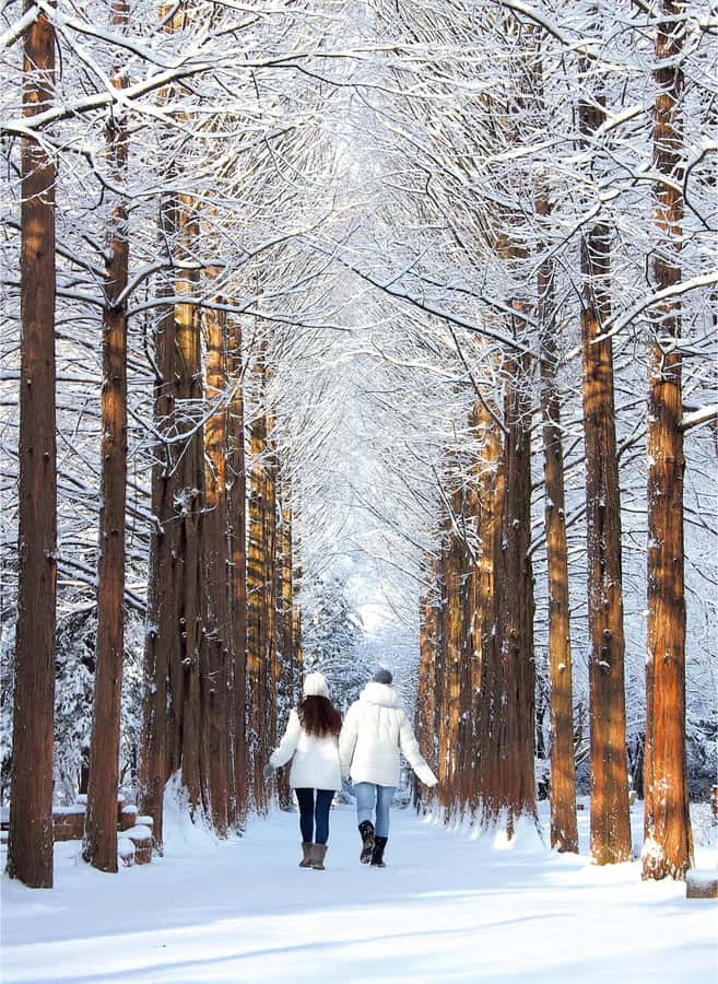 Eobi Ice Valley & Nami (+ Light Festival, Railbike, Alpaca) - Key points to know before booking