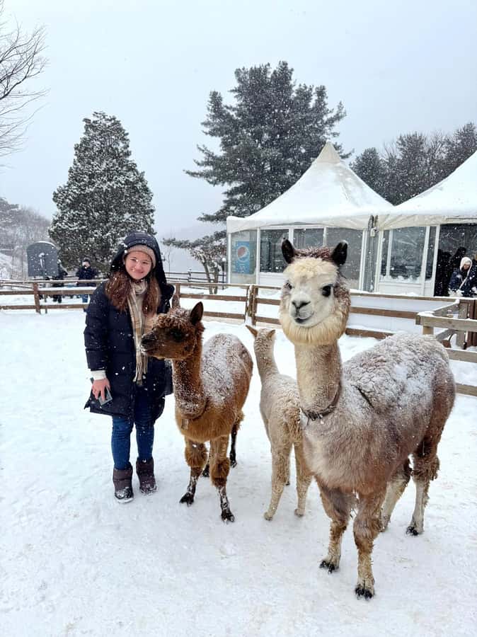 Eobi Ice Valley & Nami (+ Light Festival, Railbike, Alpaca) - Why Eobi Ice Valley is worth the early effort