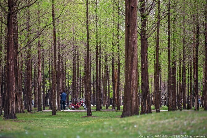 Eobi+Nami+Hanbok Tour with Rail Bike or Strawberry Option - Nami Island: a scenic middle act with a tight clock