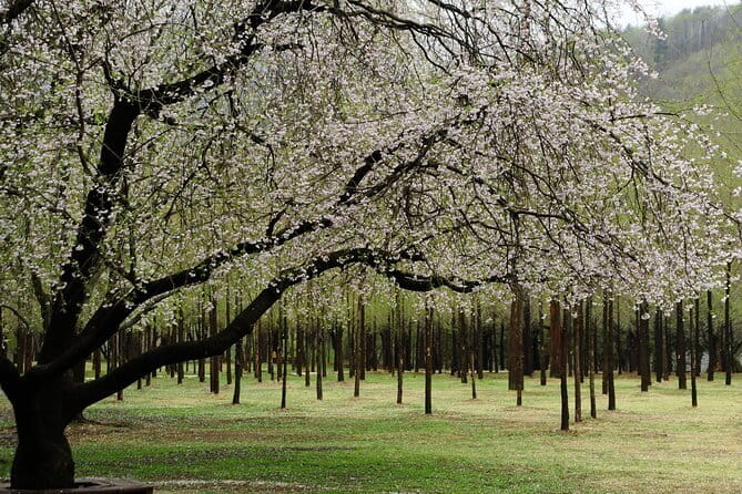 Eobi+Nami+Hanbok Tour with Rail Bike or Strawberry Option - Picking the right optional activity