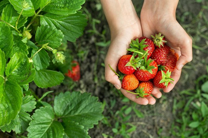 Eobi Valley(Winter), Strawberry, Nami Island & Railbike fr Seoul - A countryside day from central Seoul