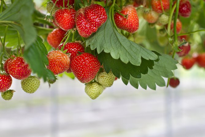 Eobi Valley(Winter), Strawberry, Nami Island & Railbike fr Seoul - What the Nami Island stop is worth to you