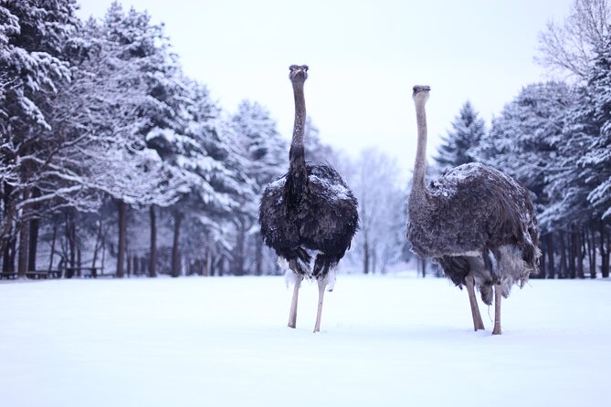 Eobi Valley(Winter), Strawberry, Nami Island & Railbike fr Seoul - Transport, group size, and the cost of convenience