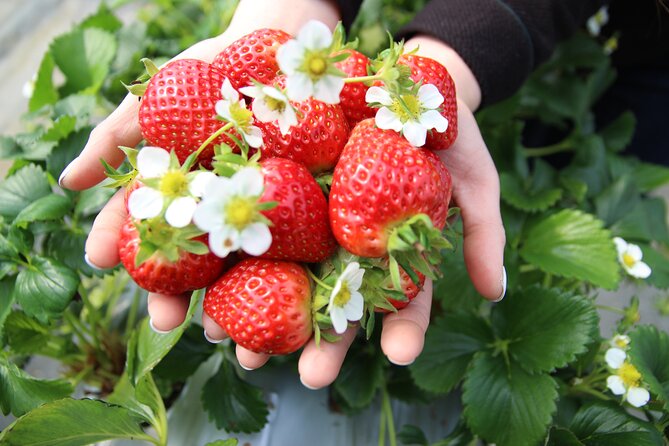 Eobi Valley(Winter), Strawberry, Nami Island & Railbike fr Seoul - Three and a half hours on Nami Island