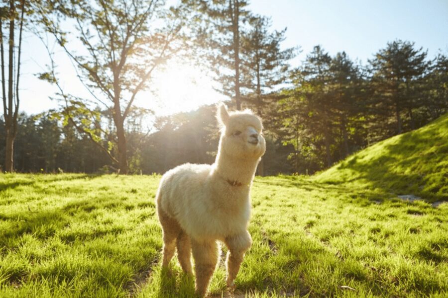 From Seoul: Full Day Trip to Alpaca Farm with Rail Bike - Why this Gangwon day trip works so well