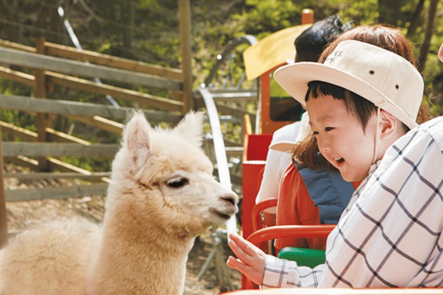 From Seoul: Full Day Trip to Alpaca Farm with Rail Bike - What the timing really feels like