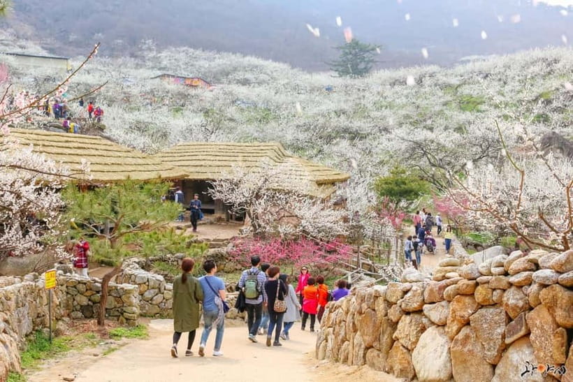 From Seoul: Korea Spring Cherry Blossom Day Tour - Why this spring trip works from Seoul