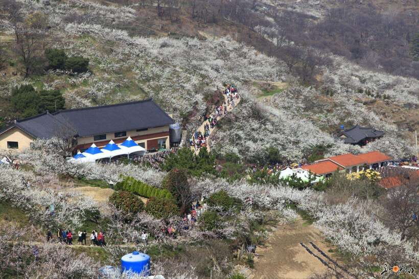 From Seoul: Korea Spring Cherry Blossom Day Tour - Donghaksa Temple framed by cherry trees