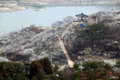 Korea Spring Cherry Blossom Day Tour