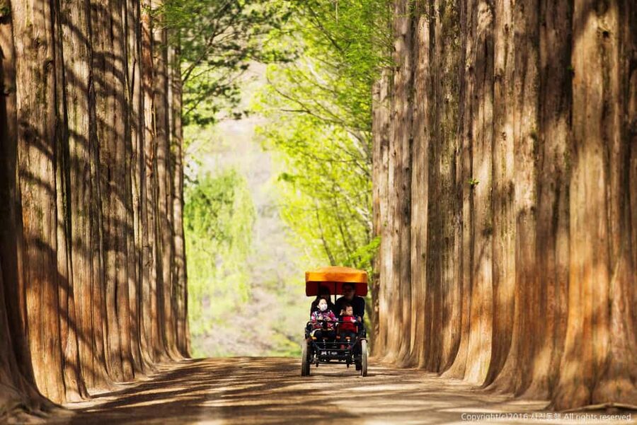 From Seoul: Nami Island, K-drama Garden & Rail Bike Day Tour - Nami Island and the romance of the tree-lined paths