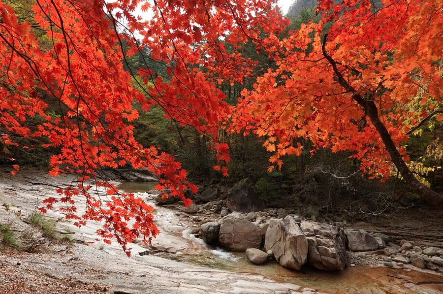 From Seoul: Seoraksan Mountain with Cable Car- Shuttle Bus - Is $67 fair for this mountain day?