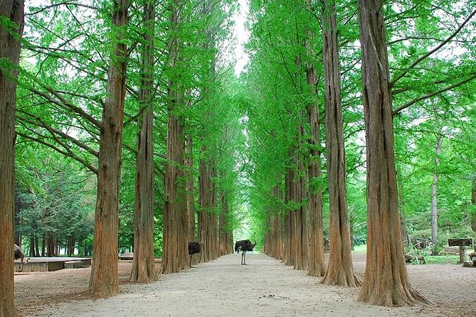 Full-Day Customizable Private Tour to Nami Island and surrounding Area - Gangchon Rail Park for motion and river views