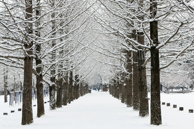 Full-Day Customizable Private Tour to Nami Island and surrounding Area - Elysian Gangchon for snow or a first ski lesson