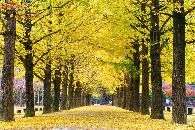 Full Day Private Tour Nami Island, Garden & Petite France - Who should book this day trip?