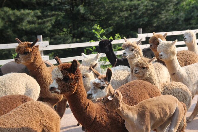 Full-Day Tour in Mt. Seorak & Nami (+Rail Bike Option) - Who should book this tour?