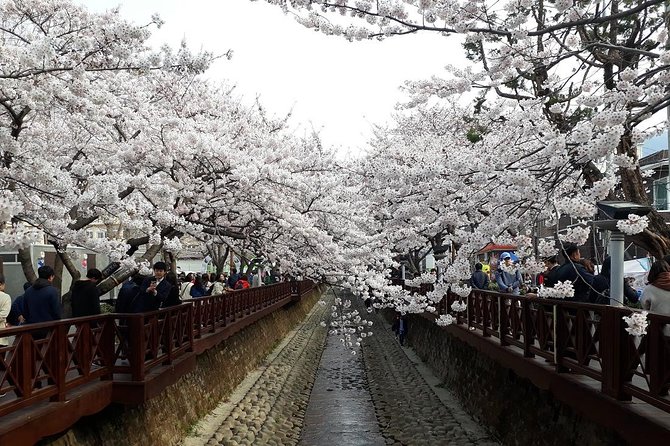 Jinhae Cherry Blossom + Busan Sunrise from Seoul - Reaching Jinhae Gunhangje Festival
