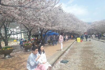 Jinhae Cherry Blossom + Busan Sunrise from Seoul