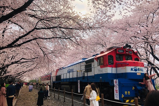 Jinhae Cherry Blossom + Busan Sunrise from Seoul - Gyeonghwa Station and its cherry tree corridor