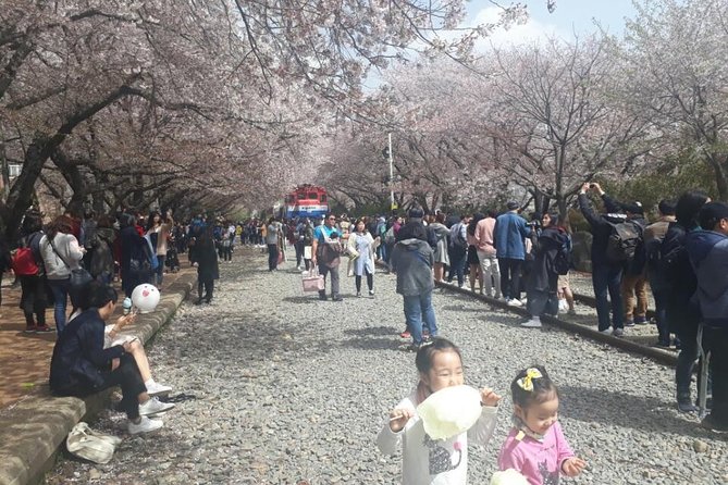 Jinhae Cherry Blossom + Busan Sunrise from Seoul - What $108.49 buys you