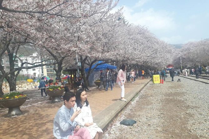 Jinhae Cherry Blossom + Busan Sunrise from Seoul - Haeundae Beach before the day begins