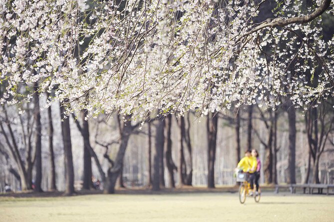 Mount Seorak and Nami Island One Day Tour from Seoul - Who should book this day trip?