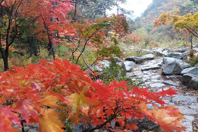 Mt. Seorak+Nami Island+Garden of Morning Calm Day Trip from Seoul - Who should book this tour?