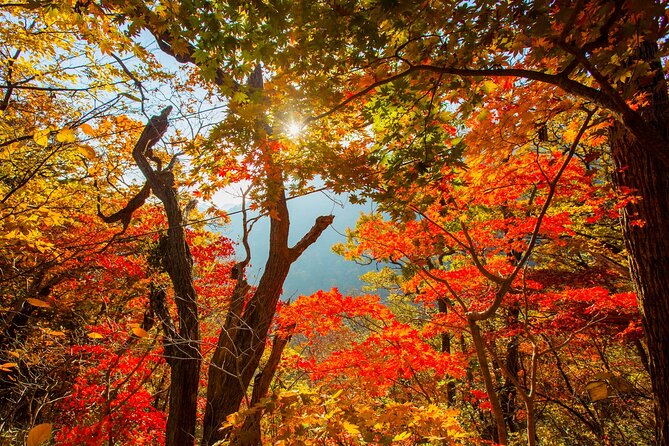 Naejangsan National Park Autumn Foliage One Day Tour from Seoul - How to prepare for the long autumn day