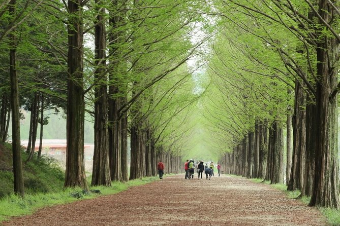 Nami Island& Petite France& Garden of Morning Calm& Italian Village One-Day Tour - What the guide adds to a large-group day