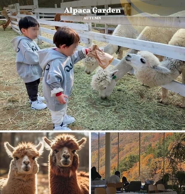 Nami Island, Railbike & Alpaca Garden Day Trip from Seoul - Pedaling through the Gangchon countryside