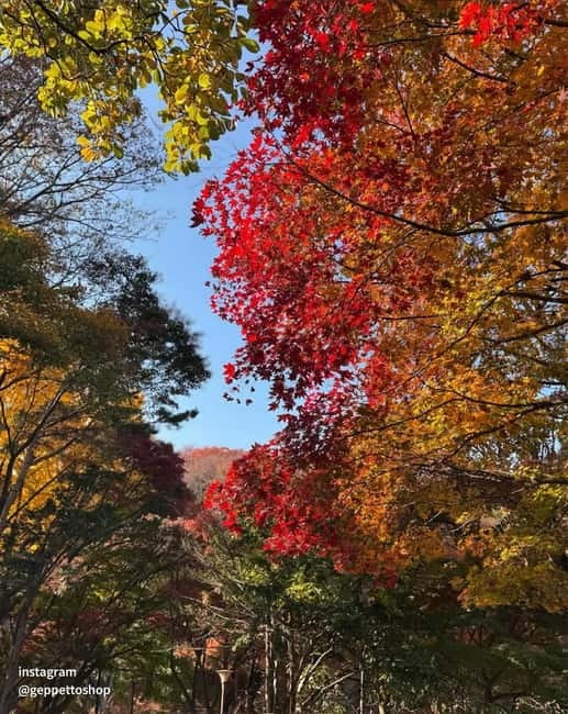 Nami & Maple Road & Theatre des Lumieres Day Tour from Seoul - What the guide adds to the day