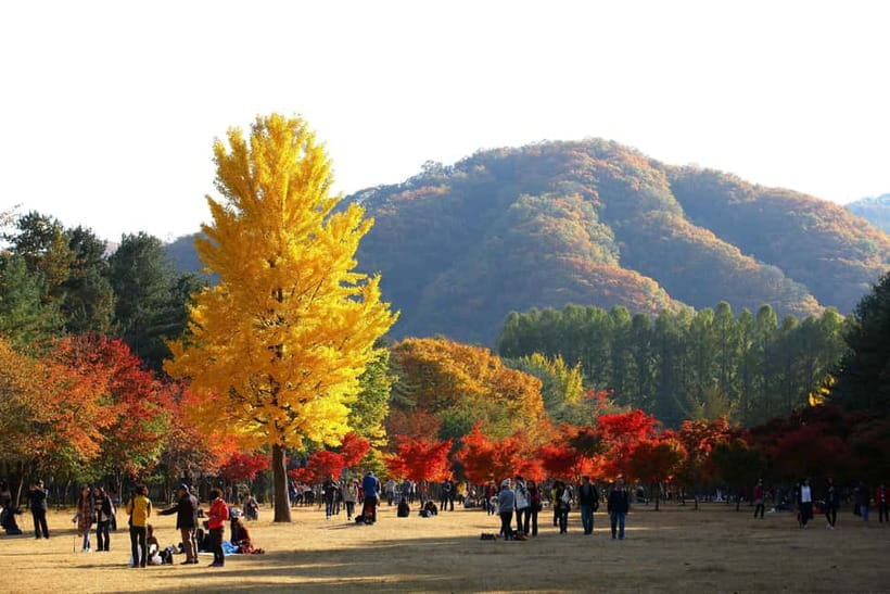 Nami & Maple Road & Theatre des Lumieres Day Tour from Seoul - Nami Island, Korea’s famous tree-lined escape