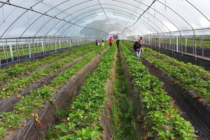 [Perfect Private Tour] Nami island, Petite France and Organic Strawberry Farm - Why a private vehicle changes the day