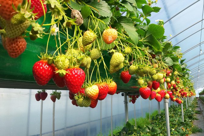 [Perfect Private Tour] Nami island, Petite France and Organic Strawberry Farm - Who will enjoy this day most