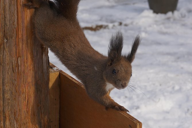 Private Tour: Nami Island& (Alpaca World 'or' Morning Calm)&Lunch - The guides are a major part of the experience