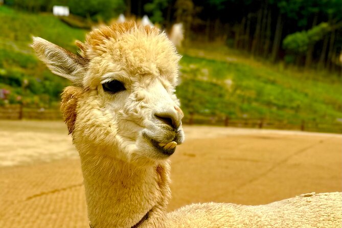 Private Tour to Alpaca world &Nami Island& Railbike with Tickets - Who will enjoy this tour most?